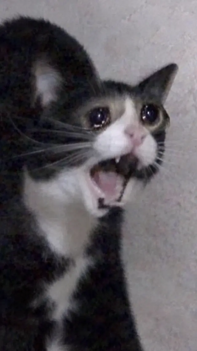 SadCat